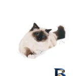 نمای کناری غذا خشک گربه رویال کنین مدل Hairball Care با وزن 2 کیلوگرم پروفایل و ساختار