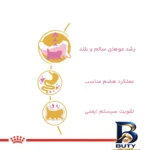 نمای کناری غذای خشک بچه گربه رویال کنین مدل Persian Kitten وزن ۲ کیلوگرم به همراه پوچ ۸۵ گرم اصل پروفایل و ساختار