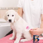 نمای جزئیات شانه و برس نظافت سگ گربه مدل CLEAN پرداخت و جزئیات مواد