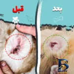 نمای جزئیات دستمال مرطوب و سواب سگ گربه مخصوص گوش اطراف چشم کوالاپت مدل Koala۰۱ بسته چهار عددی اصل پرداخت و جزئیات مواد