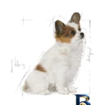 نمای پخته غذای خشک توله سگ نژاد کوچک رویال کنین مدل X-Small Puppy وزن 1.5 کیلوگرم بافت برنج پخته