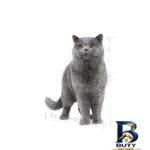 نمای جزئیات غذای خشک گربه بریتیش رویال کنین مدل British Shorthair با وزن 10 کیلوگرم پرداخت و جزئیات مواد