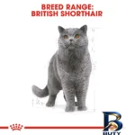 نمای جزئیات غذای خشک گربه بالغ رویال کنین مدل British shorthair وزن 2 کیلوگرم به همراه بستنی پرداخت و جزئیات مواد