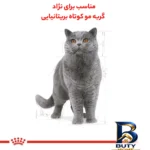 نمای کناری غذای خشک گربه رویال کنین مدل british shorthair بزرگسال وزن 4000 گرم پروفایل و ساختار