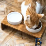 نمای کناری ظرف آب و غذای حیوانات Chiti مدل سرامیک ضدآب مقاوم پروفایل و ساختار