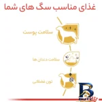 نمای جلو غذای خشک سگ رویال کنین مدل Poodle Adult با وزن 3 کیلوگرم طراحی و جزئیات کلیدی