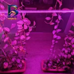 لامپ رشد گیاه 7 وات مدل فول اسپکتروم 220v طرح ال ای دی بسته 2 عددی