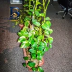 چراغ هالوژن 9 وات مدل روناک شاهچراغ بسته 2 عددی